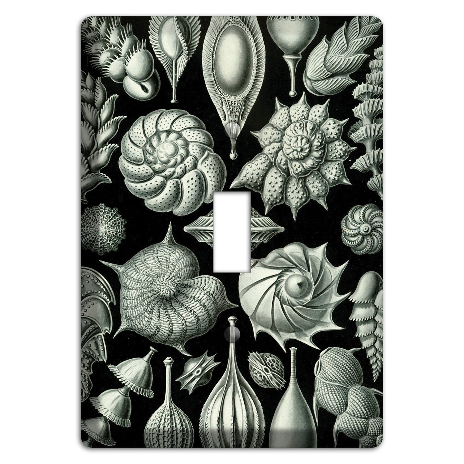 Haeckel - Thalamophora Cover Plates