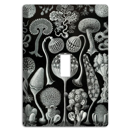 Haeckel - Mycetozoa Cover Plates