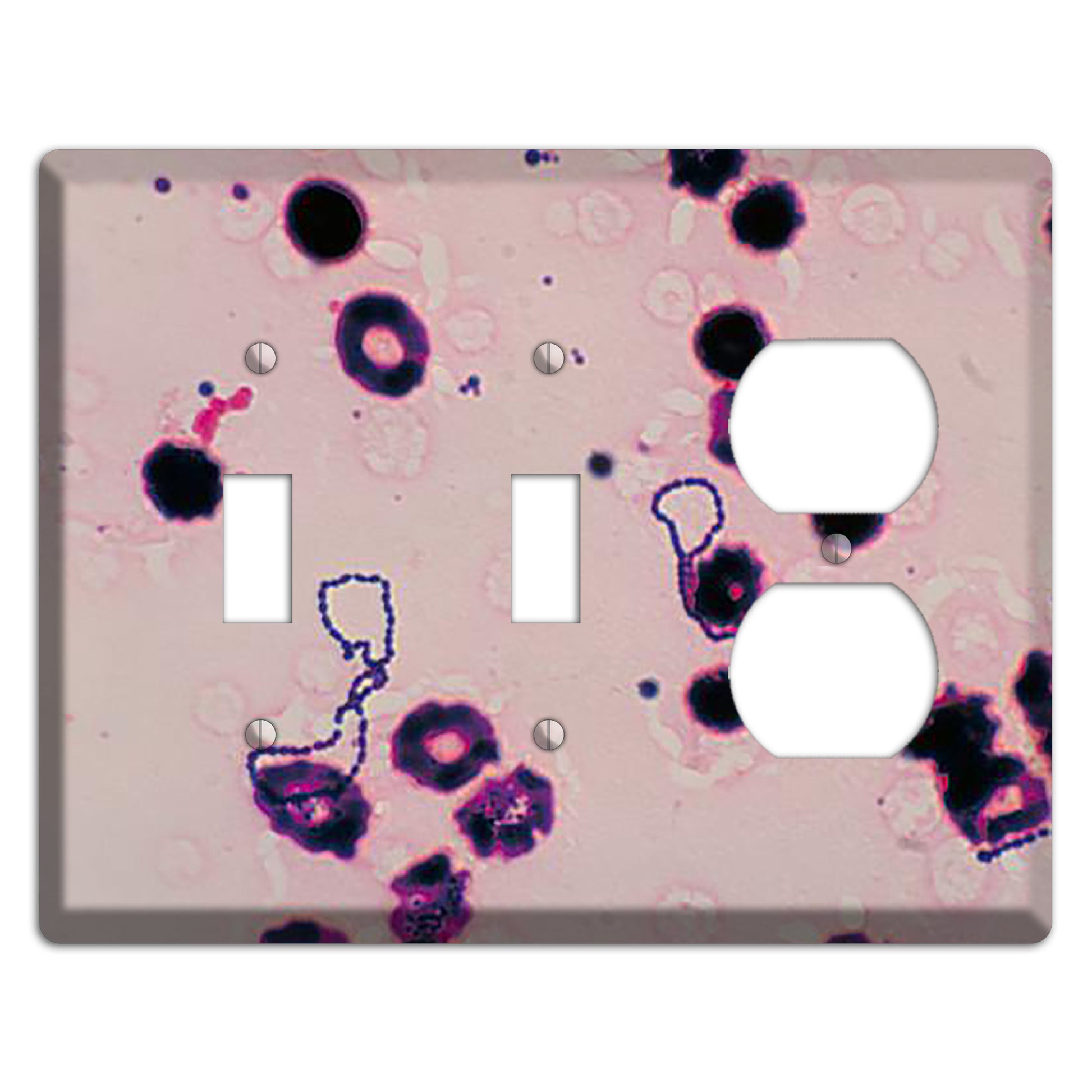 Streptococcus Viridans 2 Toggle / Duplex Wallplate
