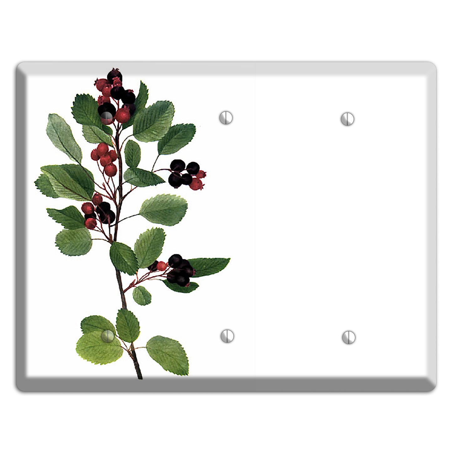 Amelanchier Ainifolia 3 Blank Wallplate