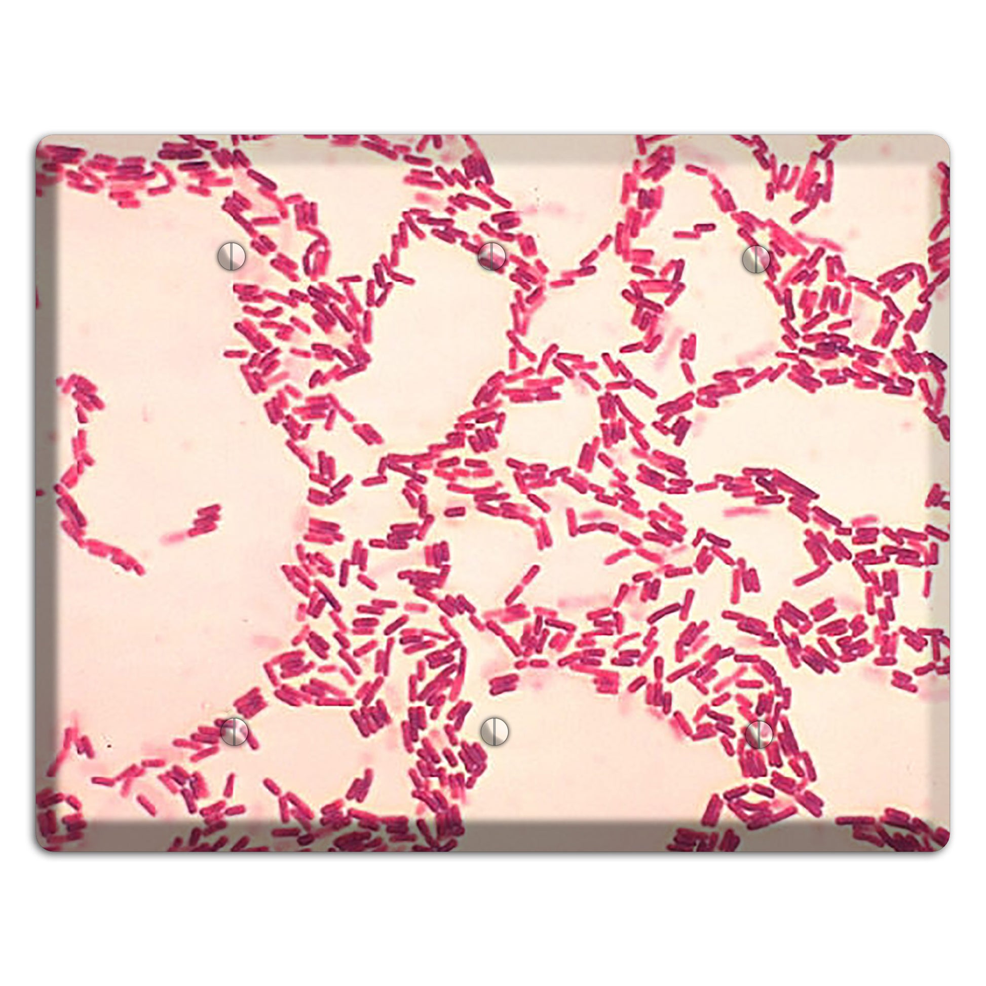 Bacillus Coagulans 3 Blank Wallplate