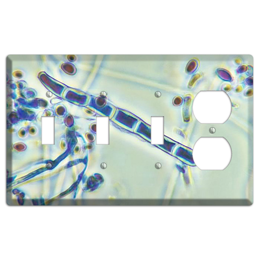 Trichophyton Rubrum Var Rodhaini 3 Toggle / Duplex Wallplate