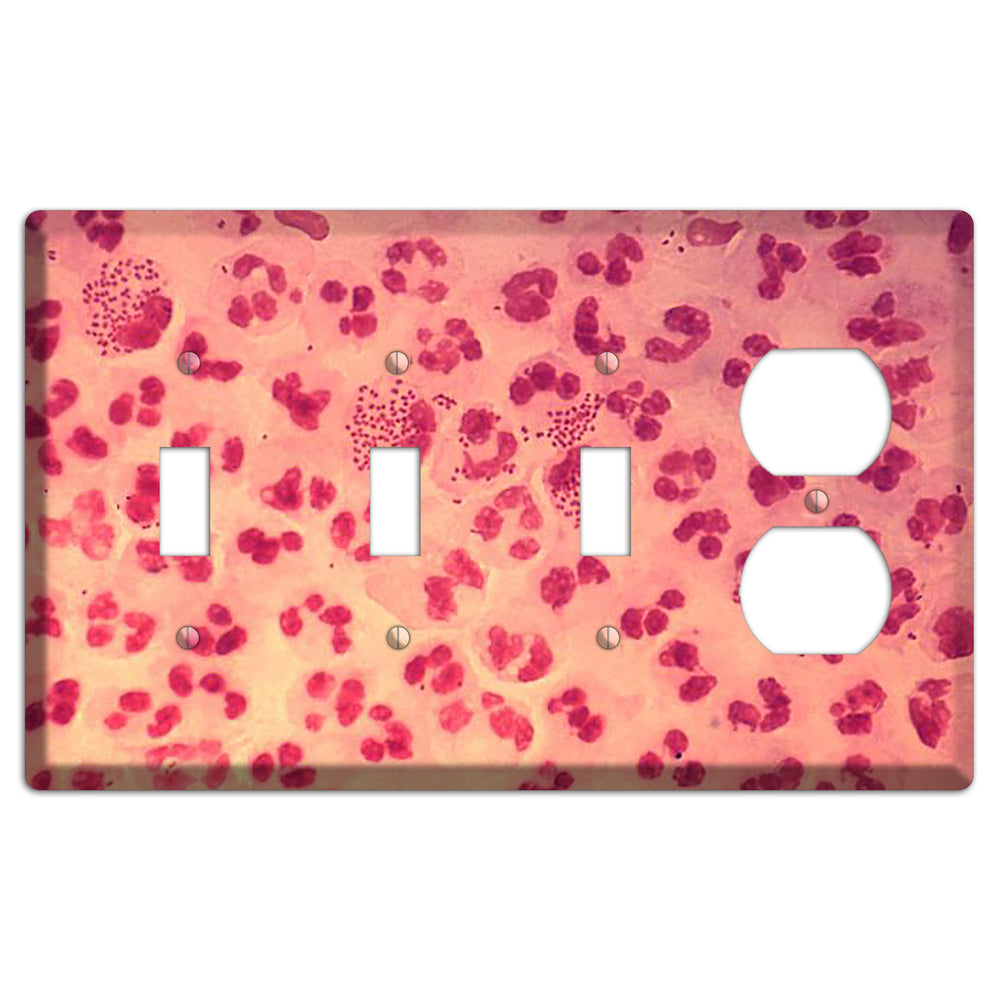 Gonococcal Urethritis 3 Toggle / Duplex Wallplate