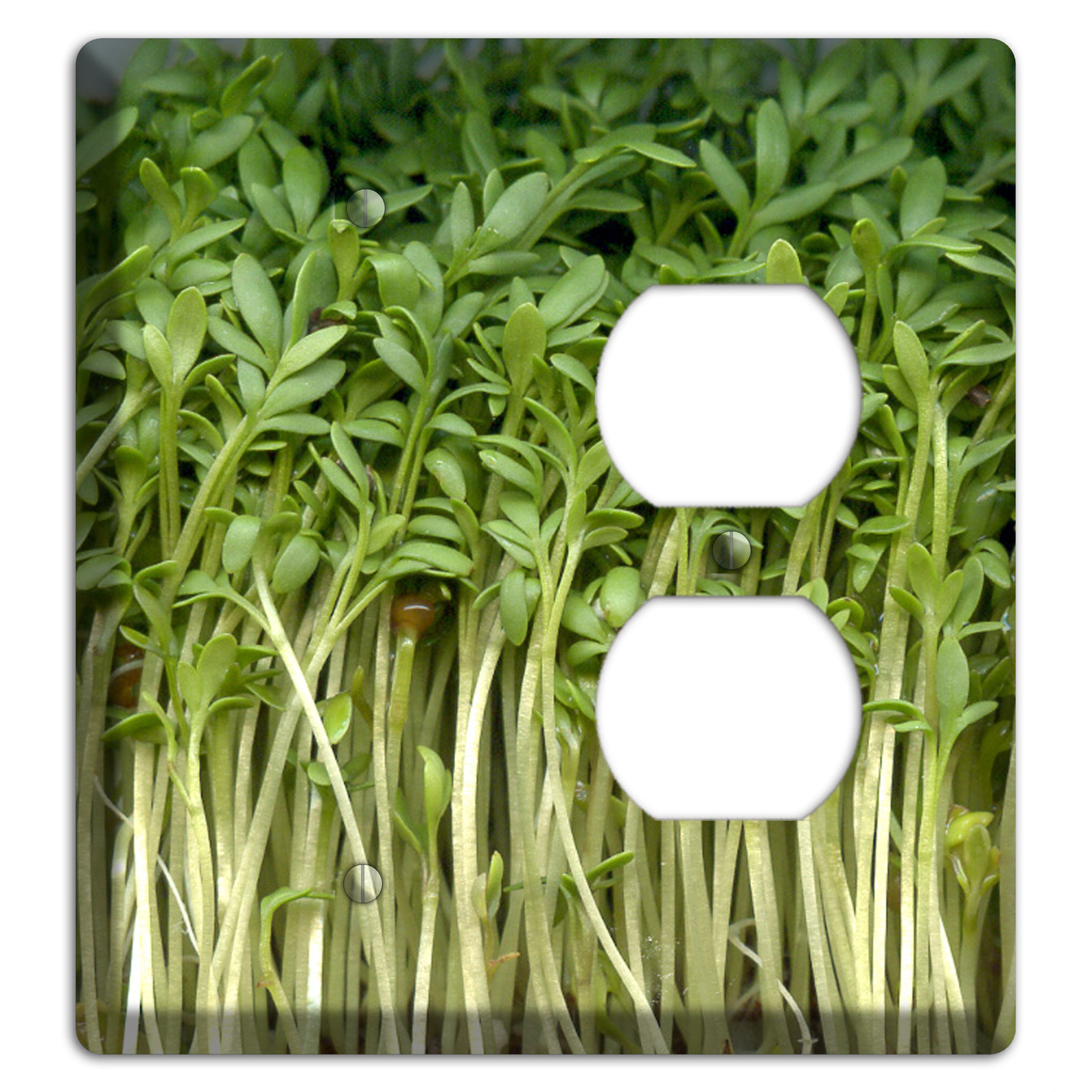 Sprouts Blank / Duplex Wallplate
