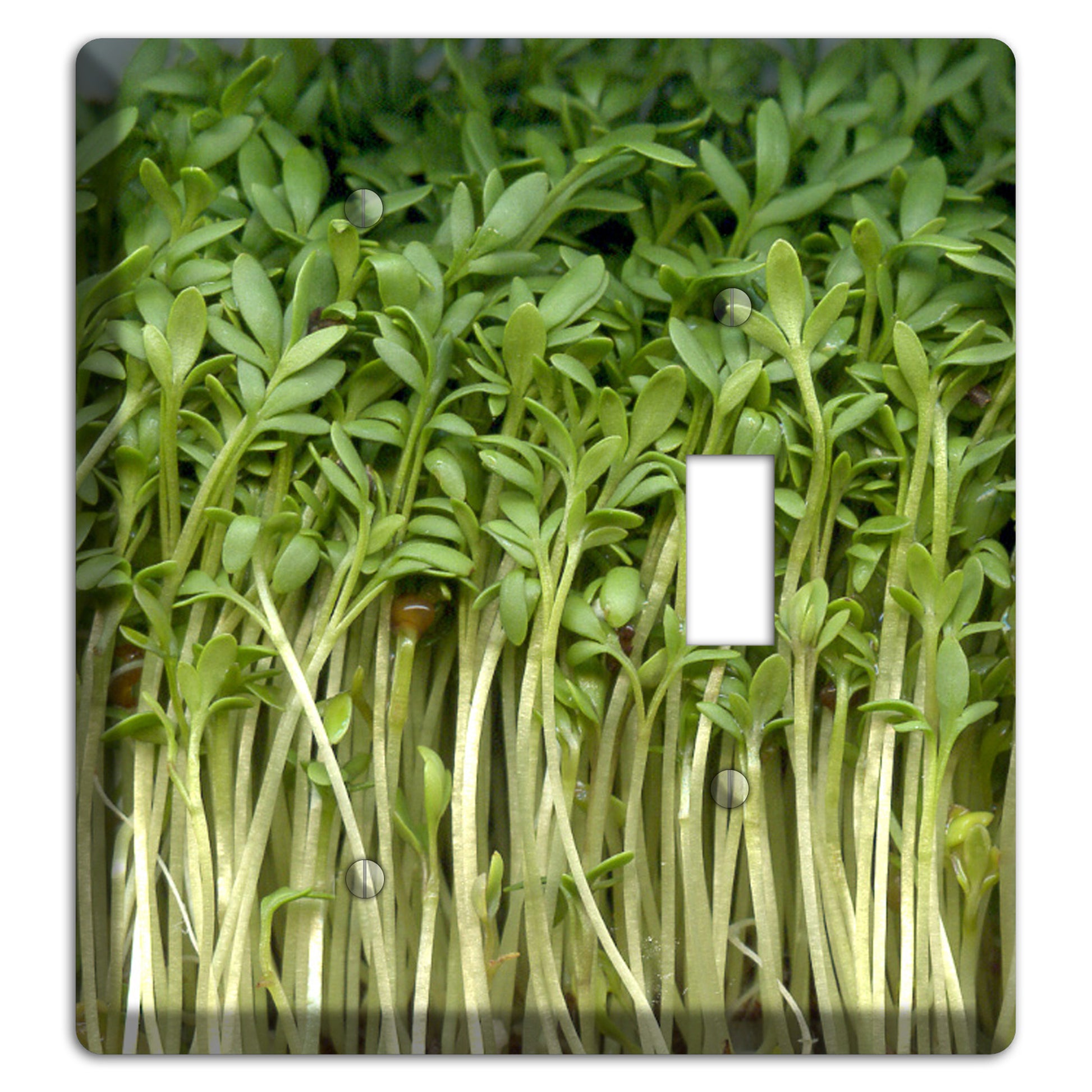 Sprouts Blank / Toggle Wallplate