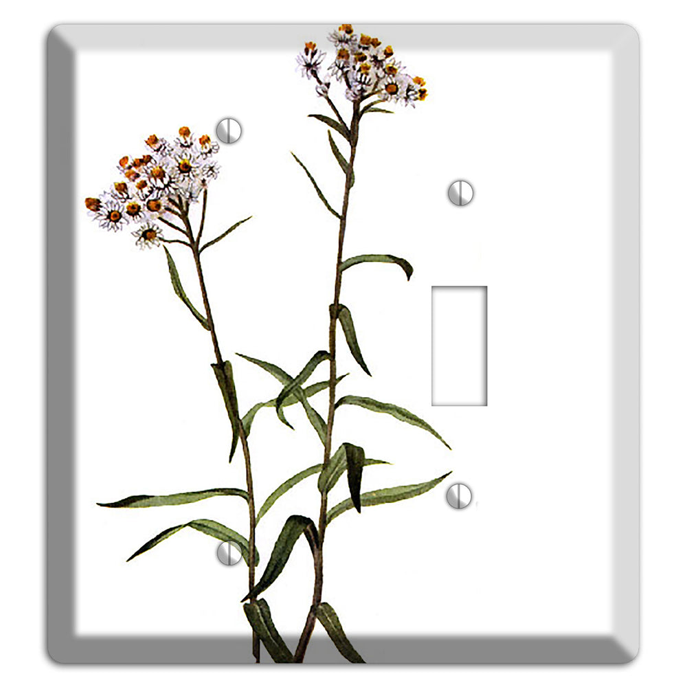 Anaphalis Margoritacea Blank / Toggle Wallplate