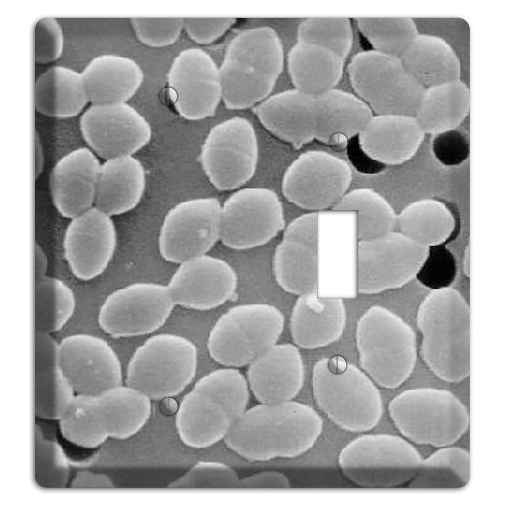 Entercoccus Blank / Toggle Wallplate
