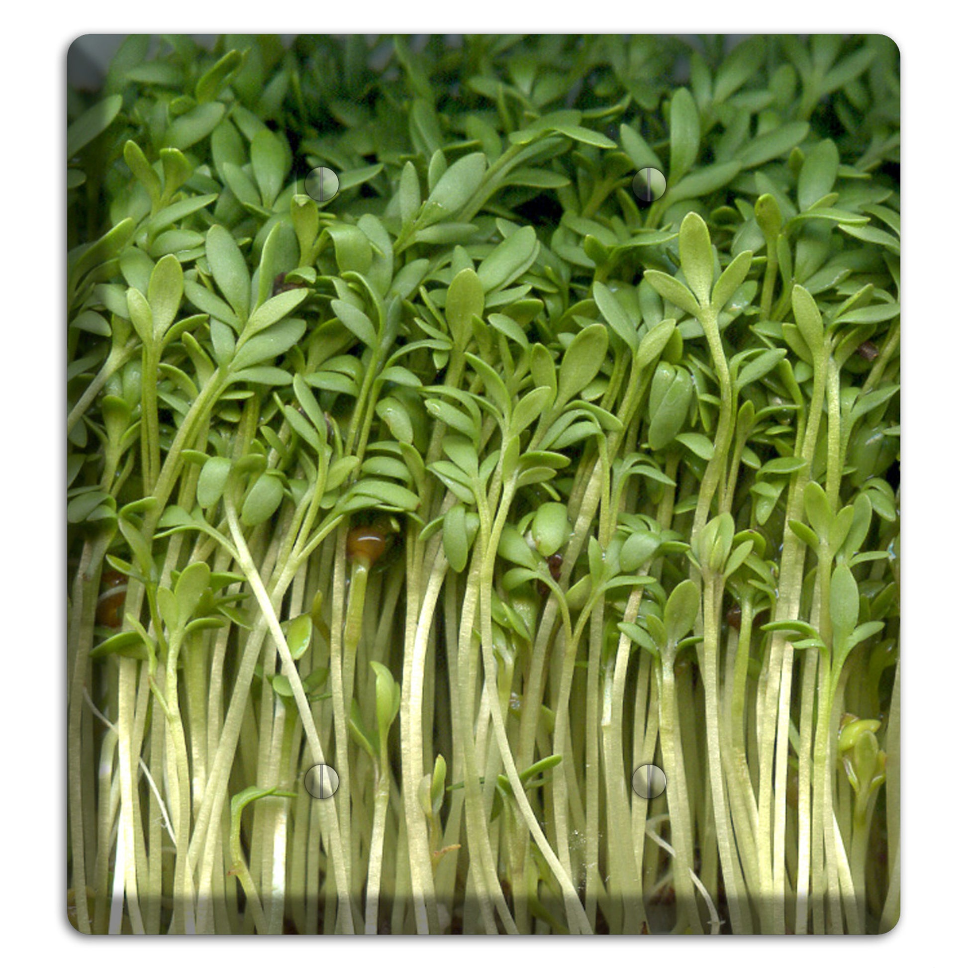 Sprouts 2 Blank Wallplate