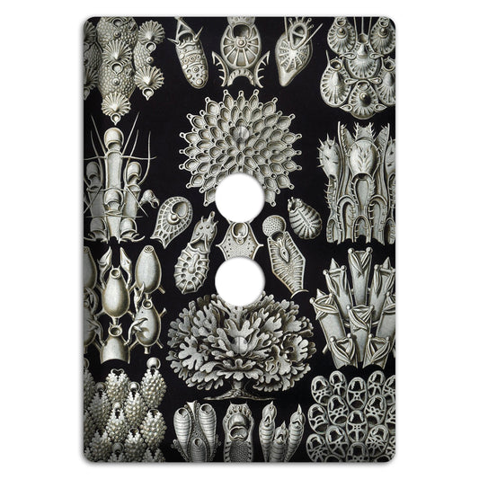 Haeckel - Bryozoa 1 Pushbutton Wallplate