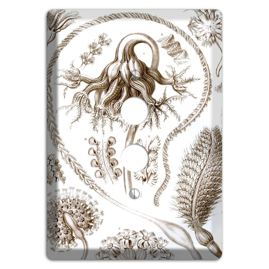 Haeckel - Pennatulida 1 Pushbutton Wallplate