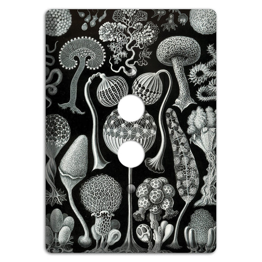 Haeckel - Mycetozoa 1 Pushbutton Wallplate