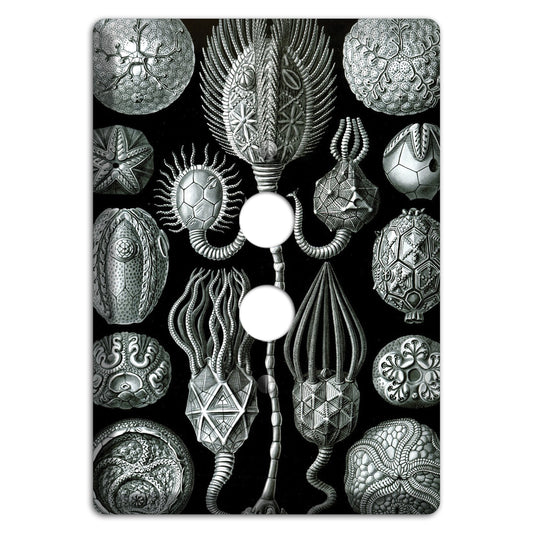 Haeckel - Cystoidea 1 Pushbutton Wallplate