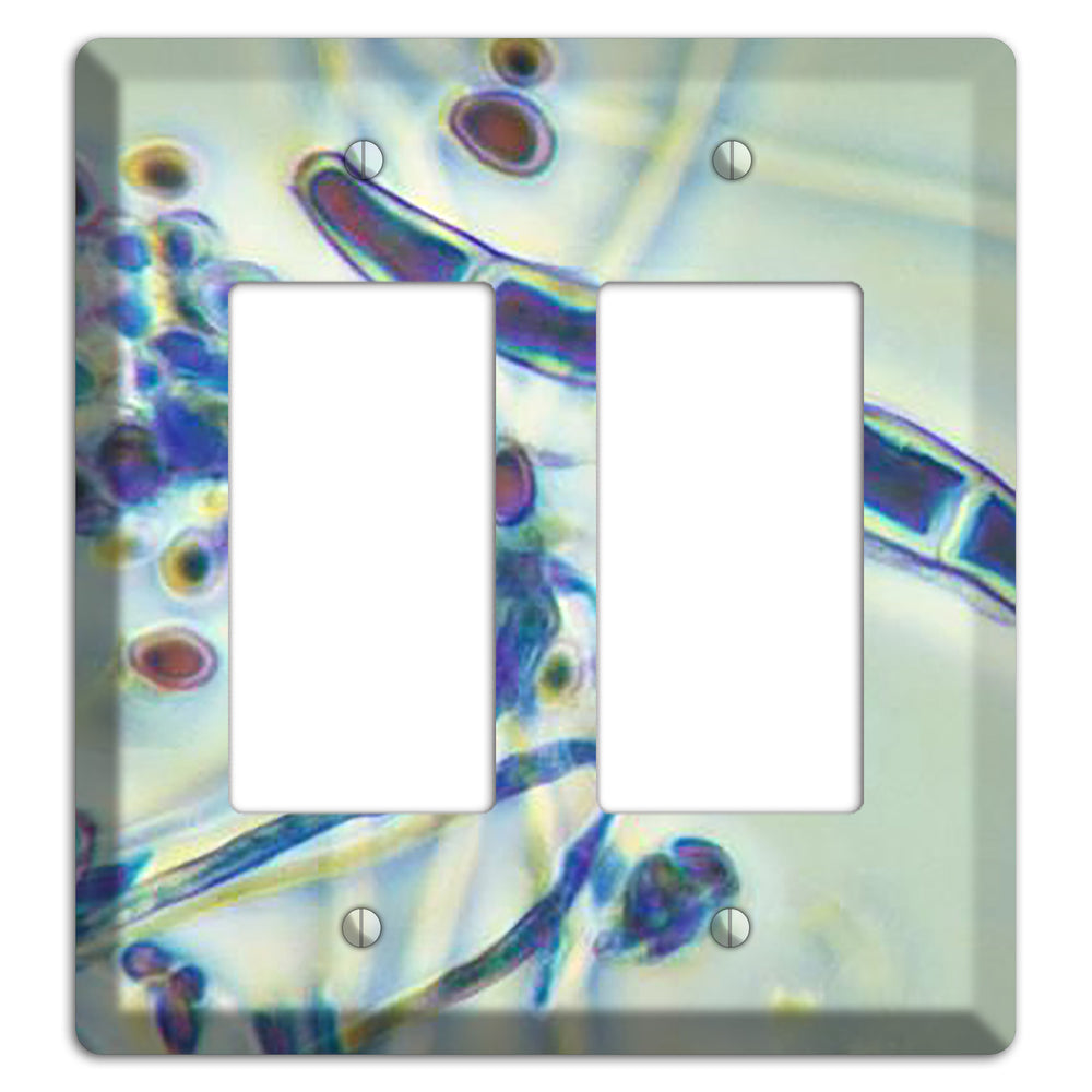 Trichophyton Rubrum Var Rodhaini 2 Rocker Wallplate
