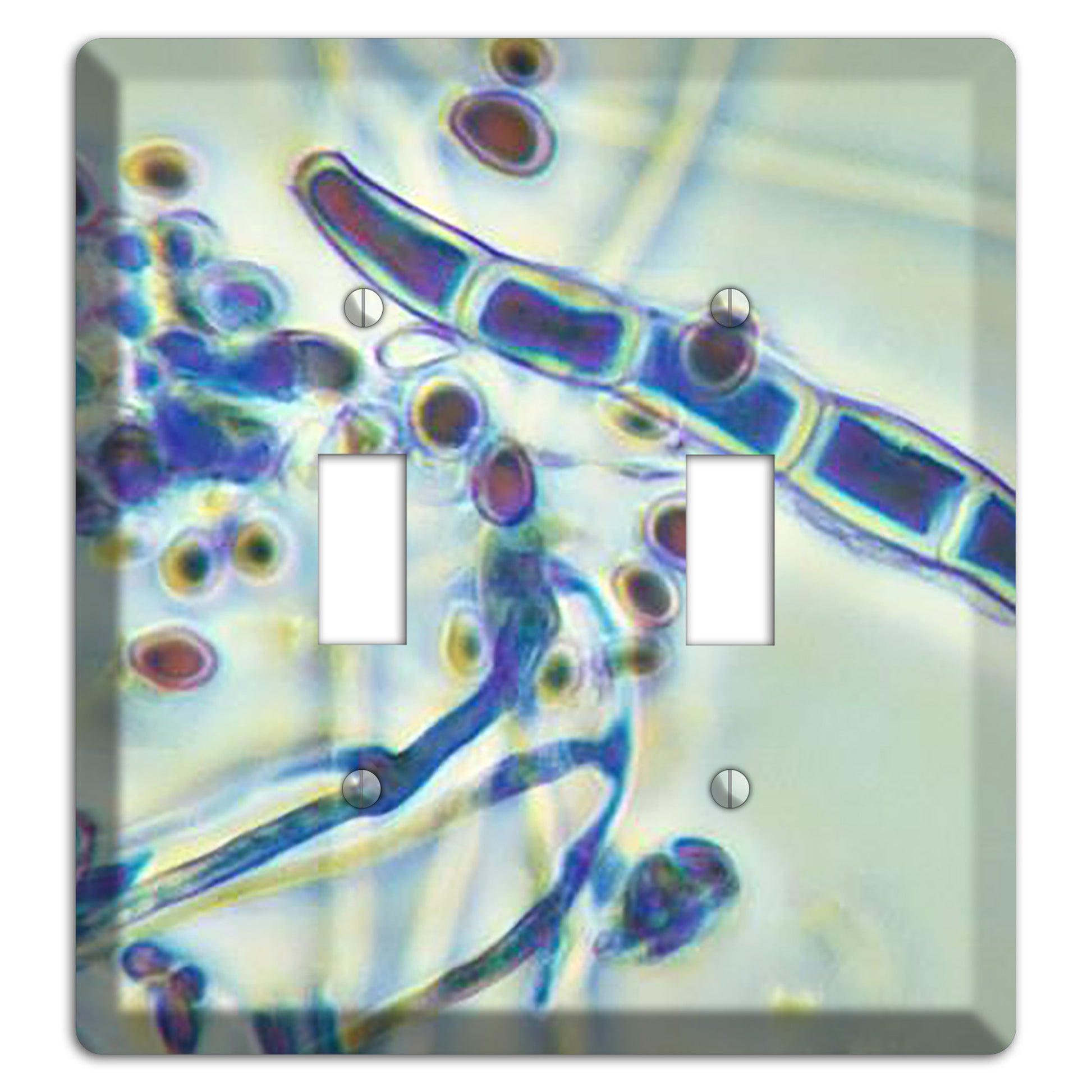 Trichophyton Rubrum Var Rodhaini 2 Toggle Wallplate