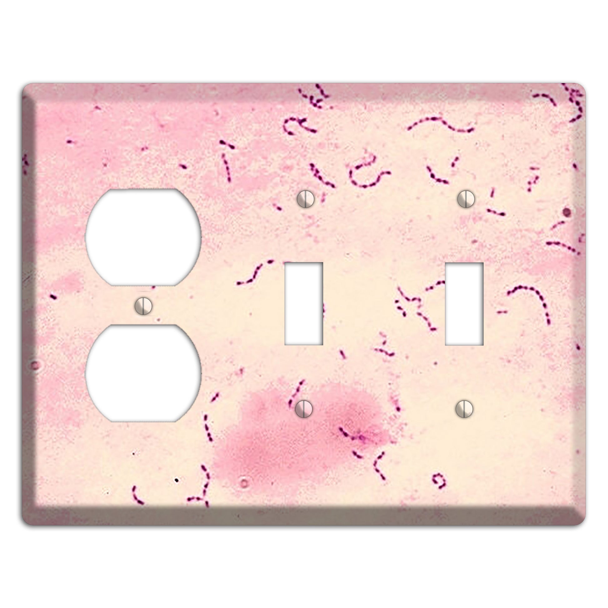 Streptococcus Mutans Duplex / 2 Toggle Wallplate