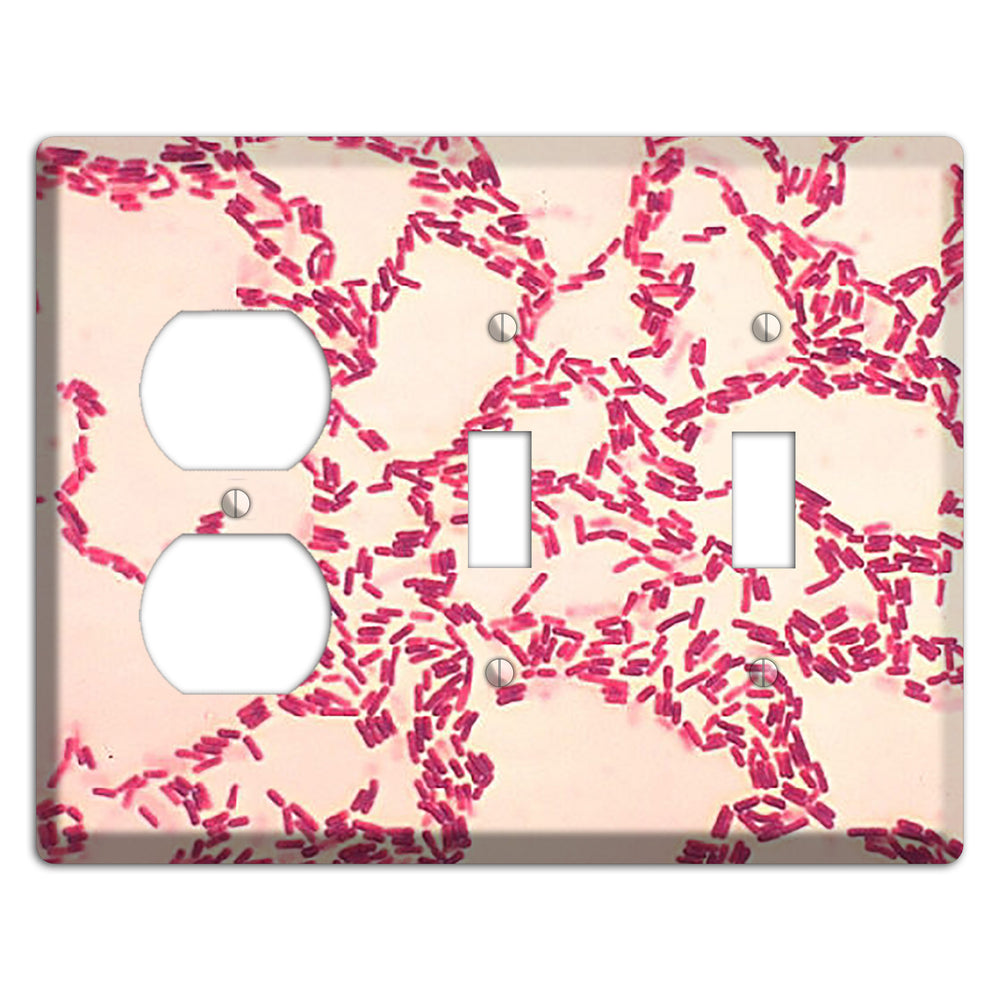 Bacillus Coagulans Duplex / 2 Toggle Wallplate