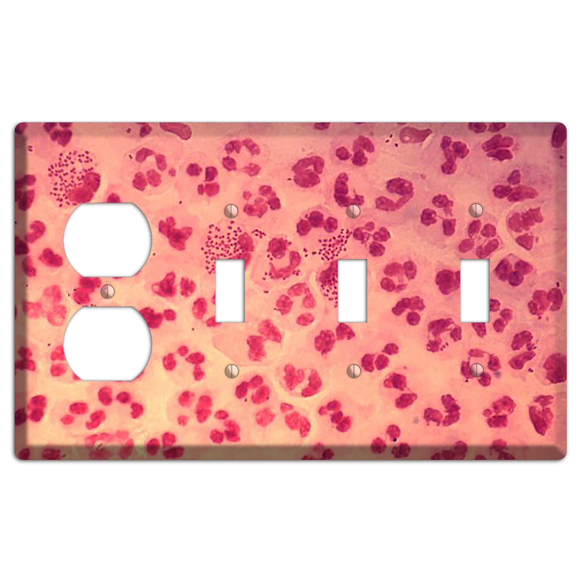 Gonococcal Urethritis Duplex / 3 Toggle Wallplate