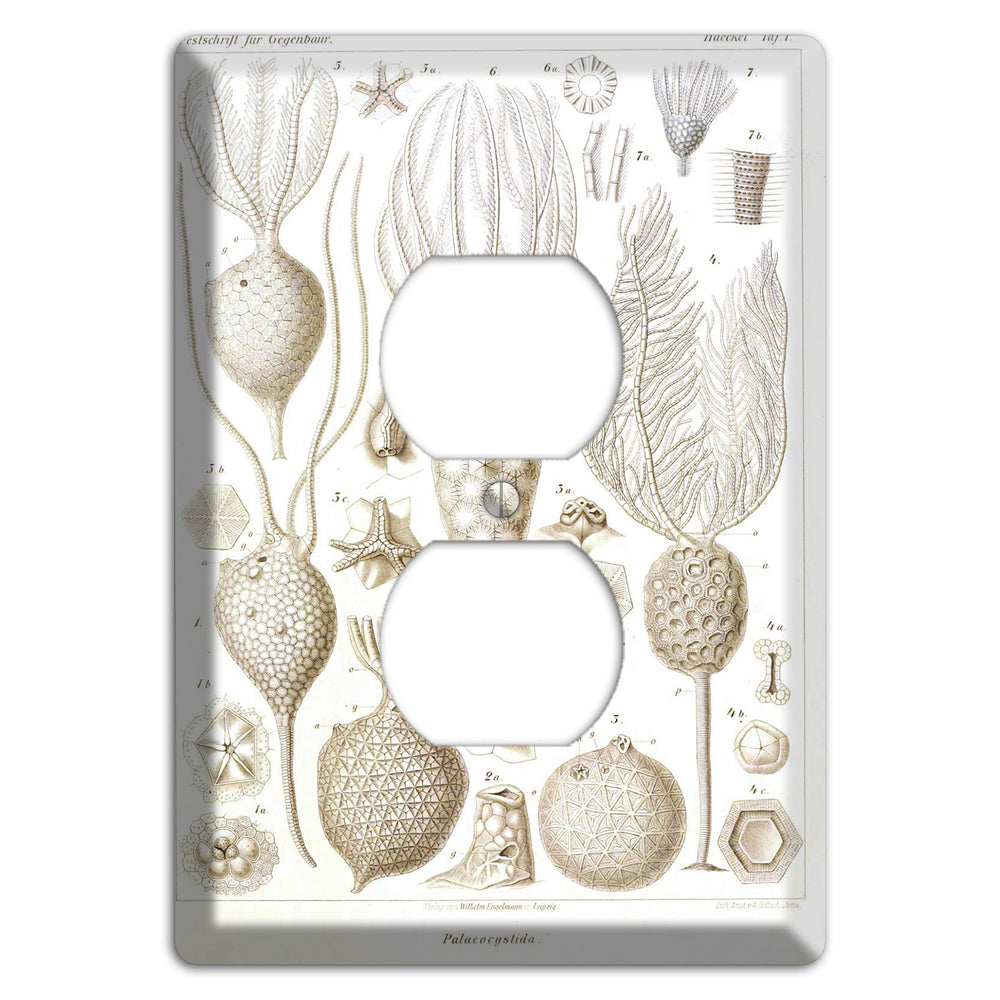 Haeckel - Microscopic Fossil Duplex Outlet Wallplate