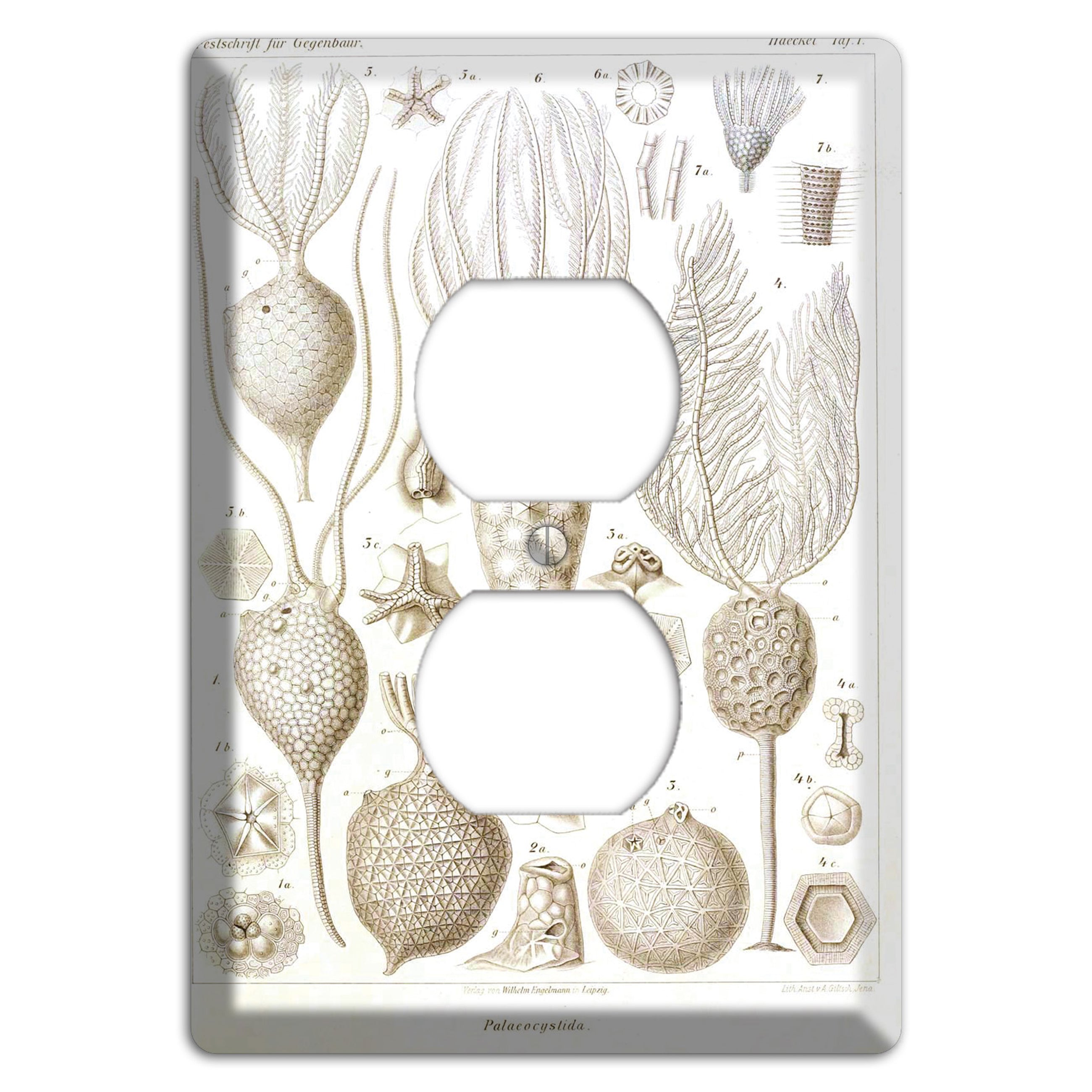 Haeckel - Microscopic Fossil Duplex Outlet Wallplate