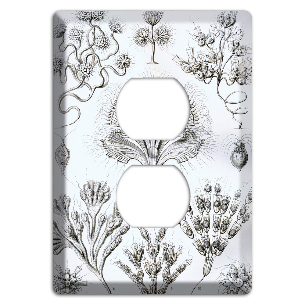 Haeckel - Flagellata Duplex Outlet Wallplate