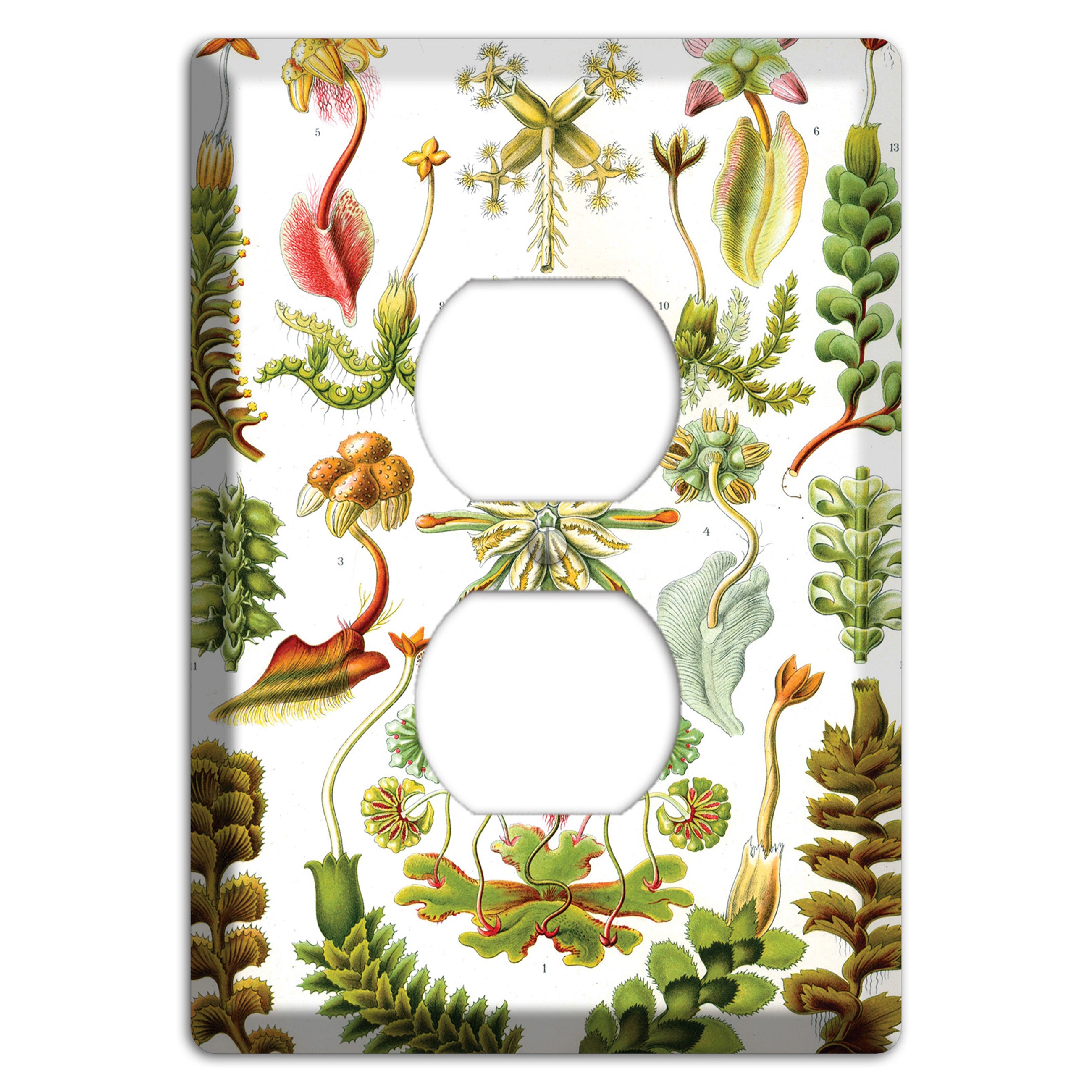 Haeckel - Hepaticae Duplex Outlet Wallplate