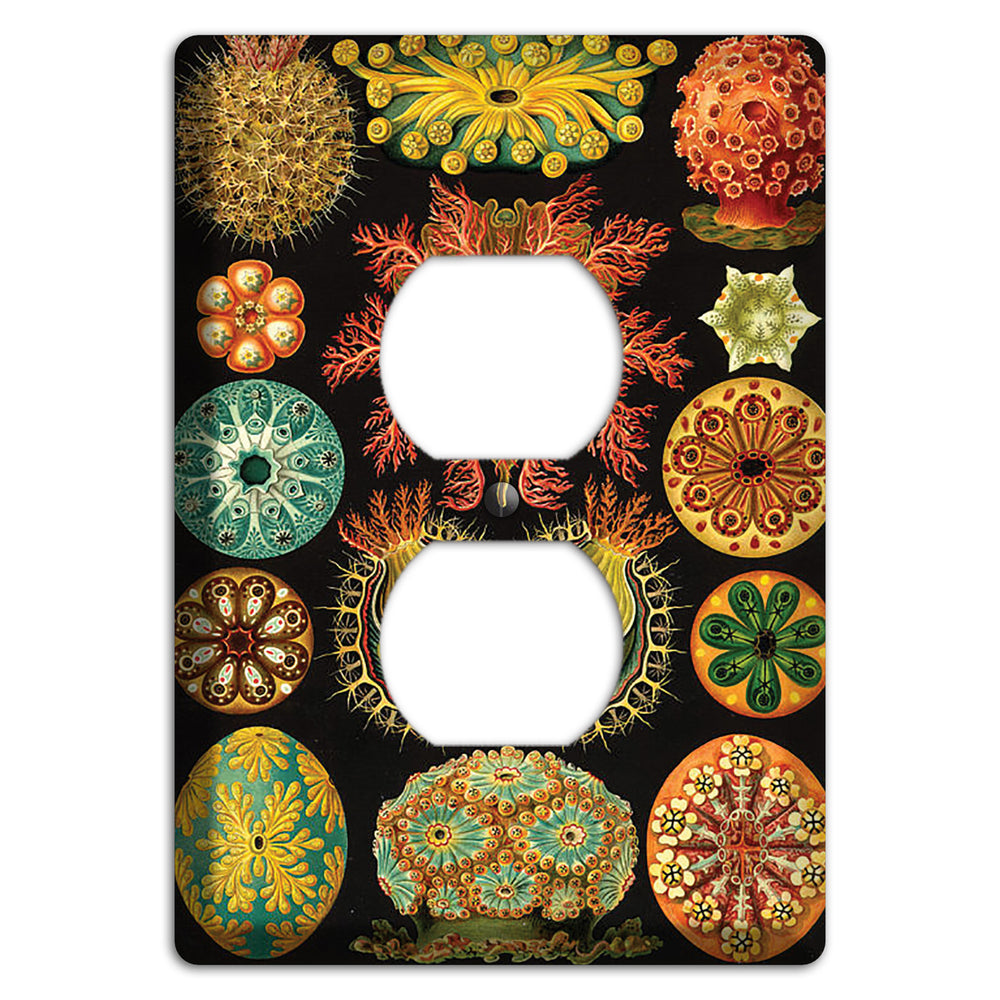 Haeckel - Ascidiae Duplex Outlet Wallplate