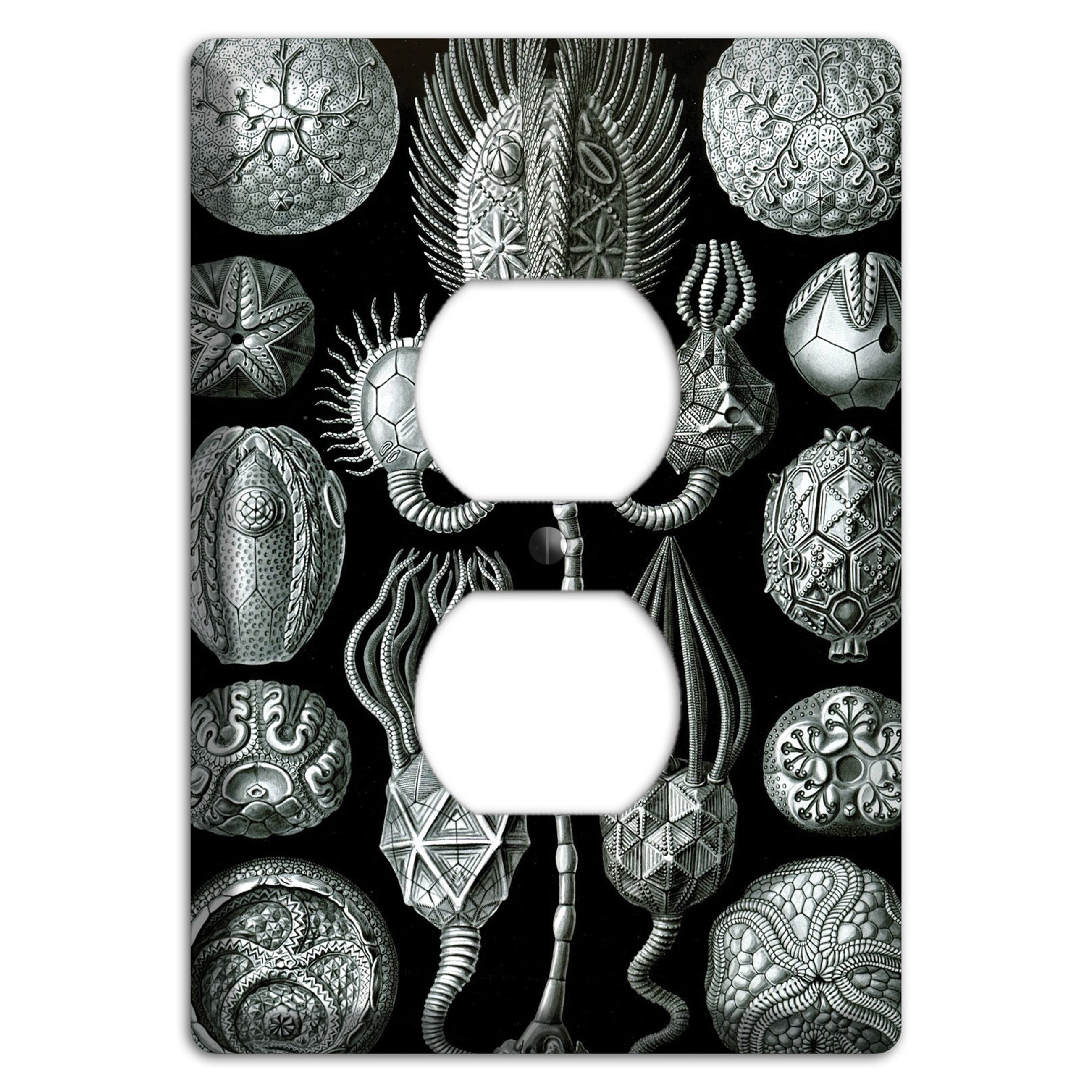 Haeckel - Cystoidea Duplex Outlet Wallplate