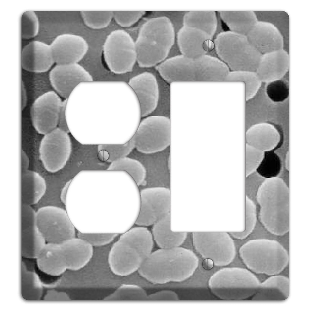 Entercoccus Duplex / Rocker Wallplate