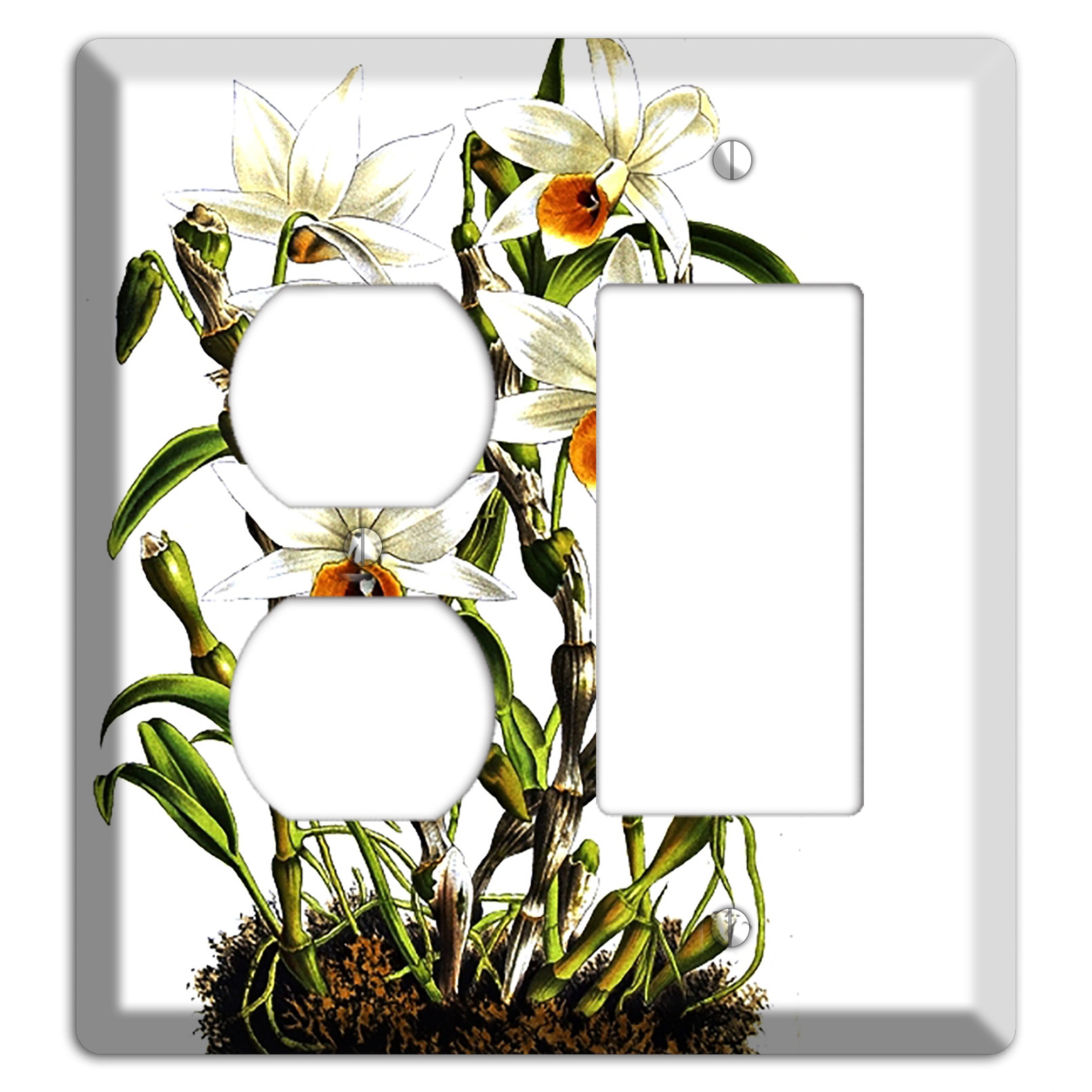 Dendrobium Duplex / Rocker Wallplate