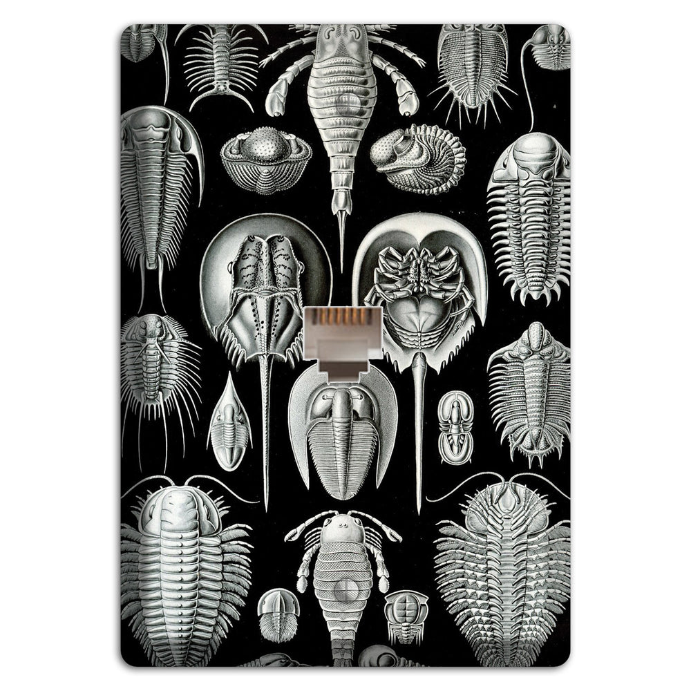 Haeckel - Aspidonia Phone Wallplate
