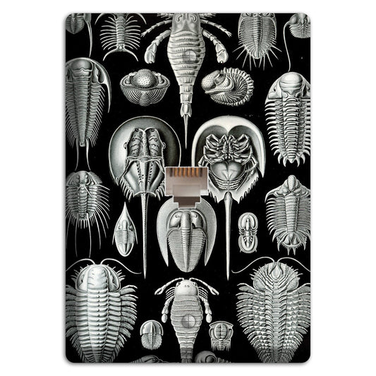 Haeckel - Aspidonia Phone Wallplate