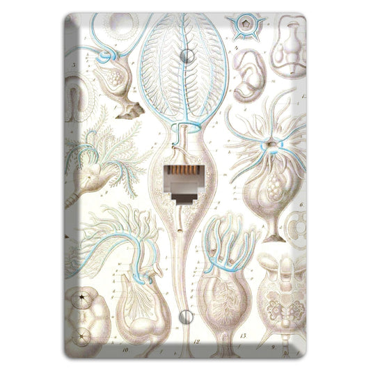 Haeckel - Microscopic Fossil 2 Phone Wallplate