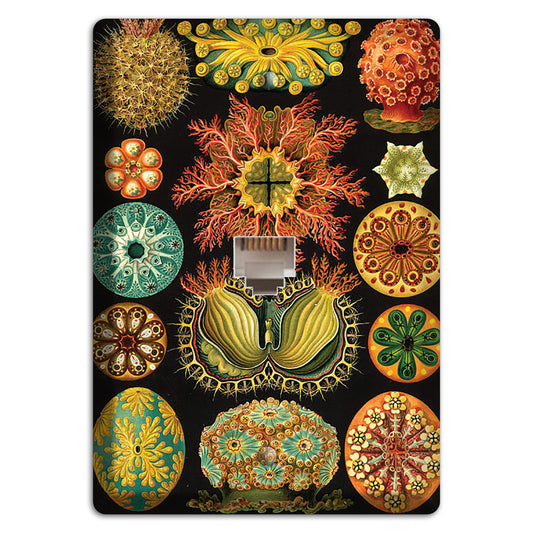 Haeckel - Ascidiae Phone Wallplate