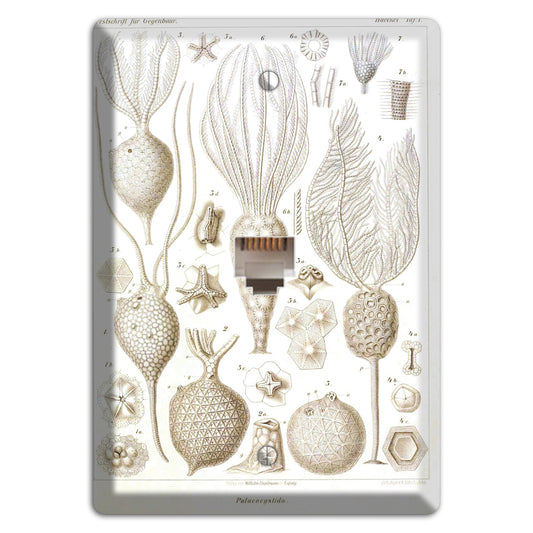 Haeckel - Microscopic Fossil Phone Wallplate