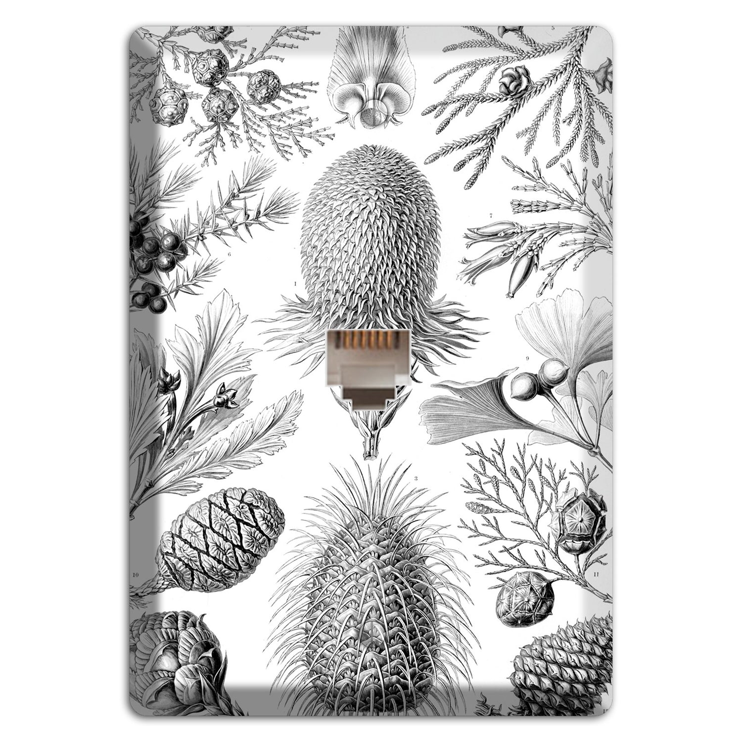 Haeckel - Coniferae Phone Wallplate