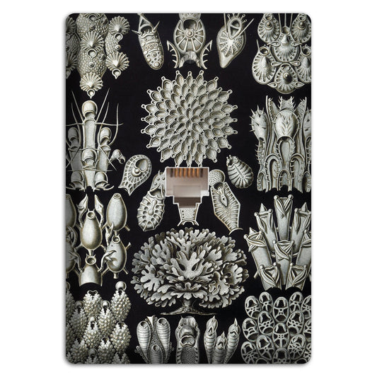 Haeckel - Bryozoa Phone Wallplate