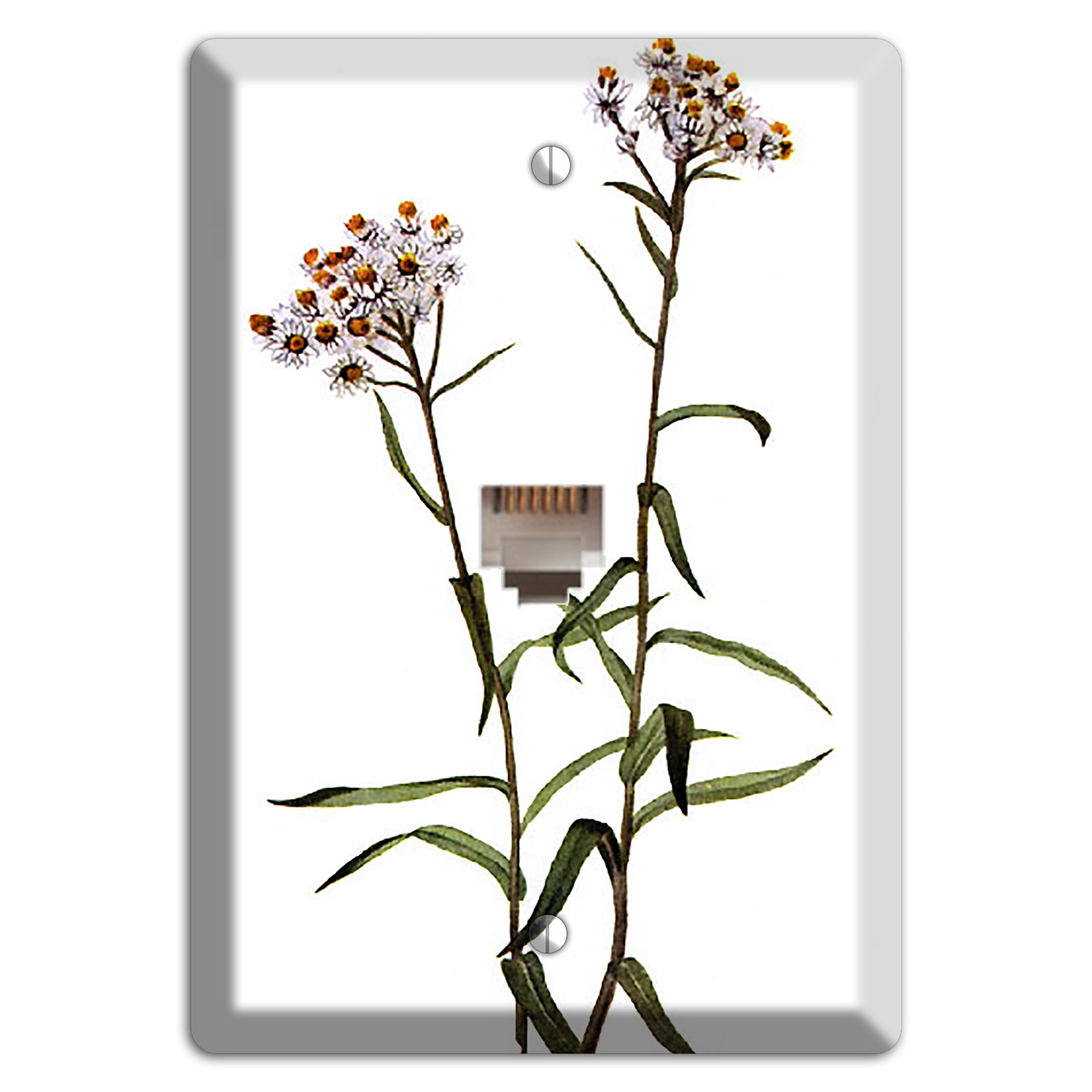 Anaphalis Margoritacea Phone Wallplate