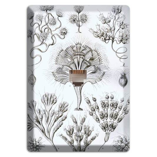 Haeckel - Flagellata Phone Wallplate