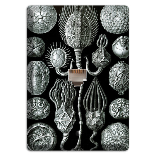Haeckel - Cystoidea Phone Wallplate
