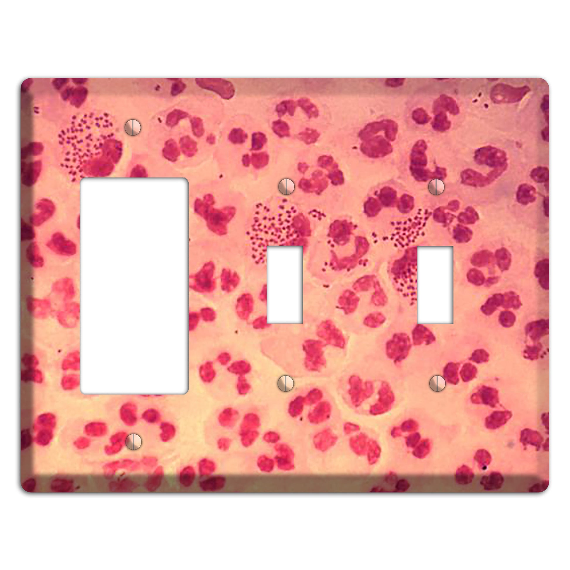 Gonococcal Urethritis Rocker / 2 Toggle Wallplate
