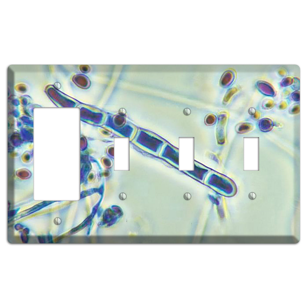 Trichophyton Rubrum Var Rodhaini Rocker / 3 Toggle Wallplate