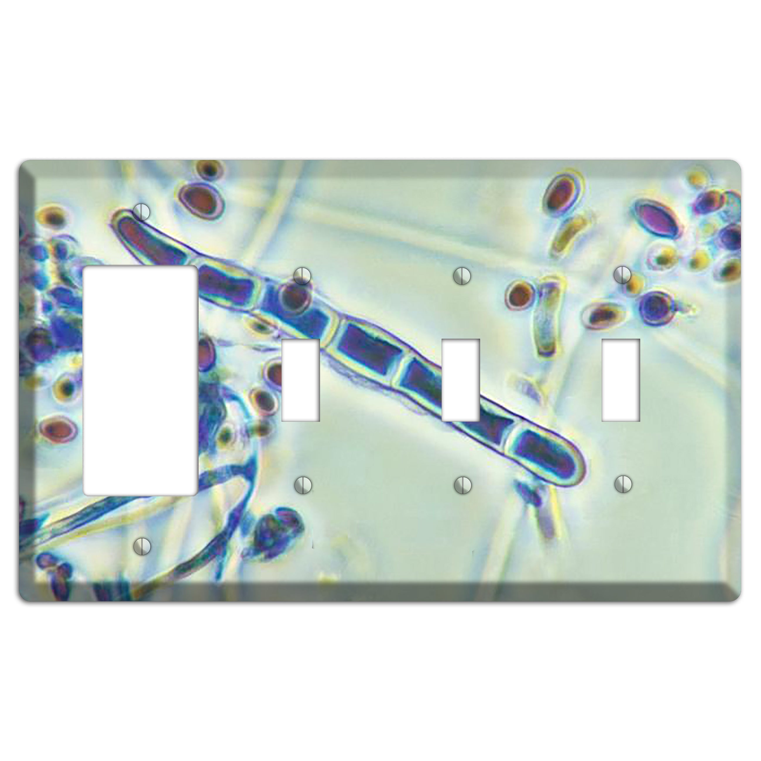 Trichophyton Rubrum Var Rodhaini Rocker / 3 Toggle Wallplate