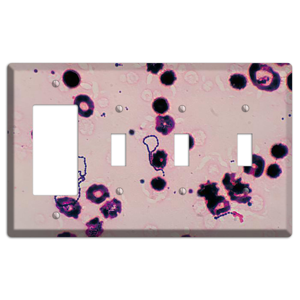 Streptococcus Viridans Rocker / 3 Toggle Wallplate