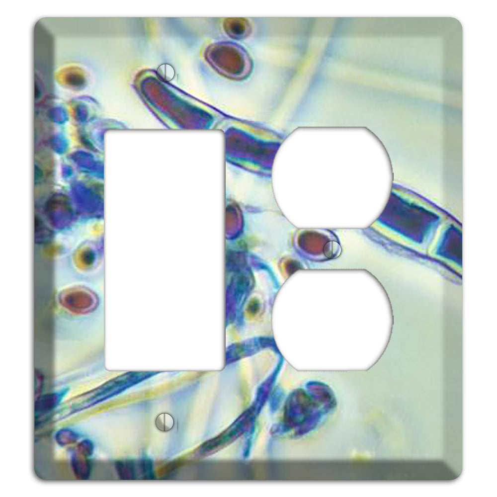 Trichophyton Rubrum Var Rodhaini Rocker / Duplex Wallplate
