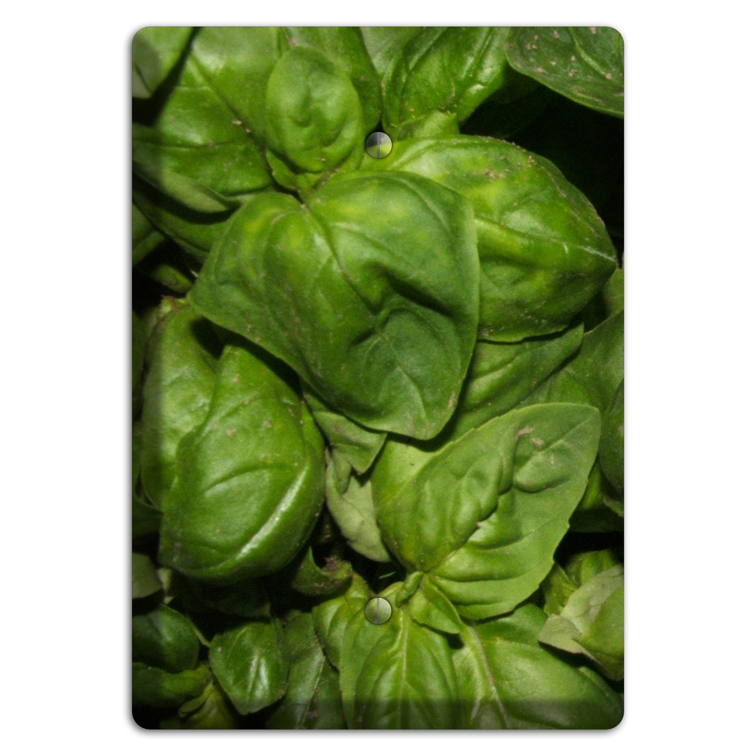 Basil Blank Wallplate