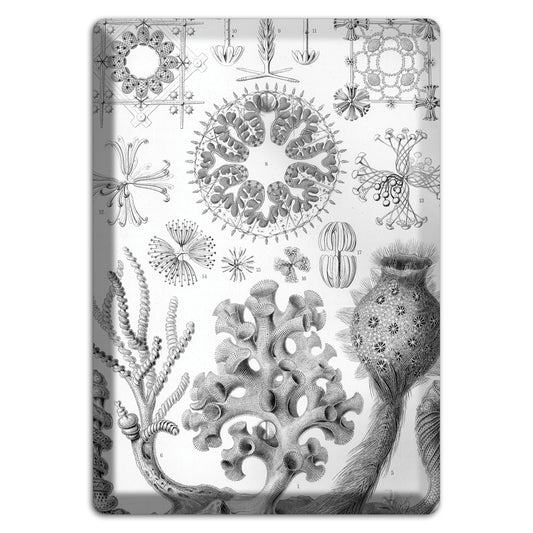 Haeckel - Hexactinellae Blank Wallplate