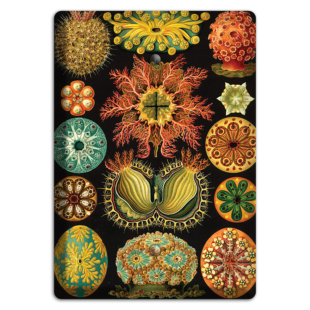 Haeckel - Ascidiae Blank Wallplate