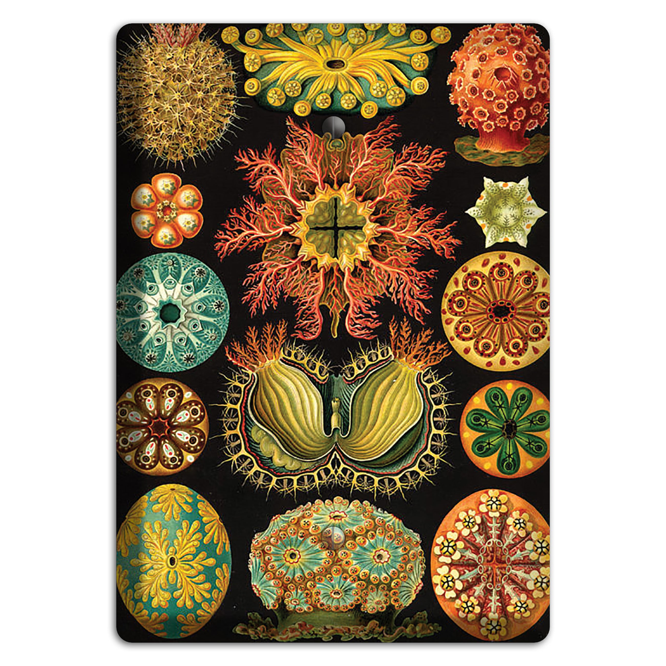 Haeckel - Ascidiae Blank Wallplate