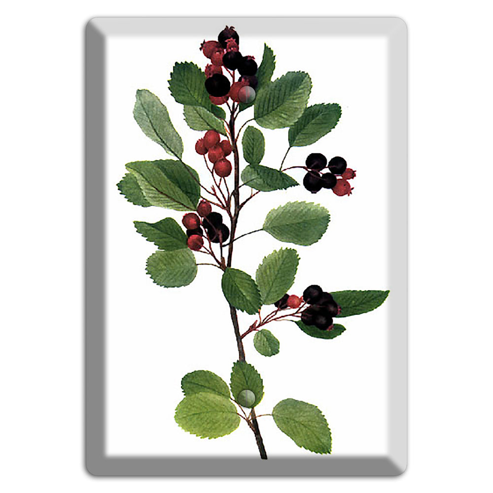 Amelanchier Ainifolia Blank Wallplate
