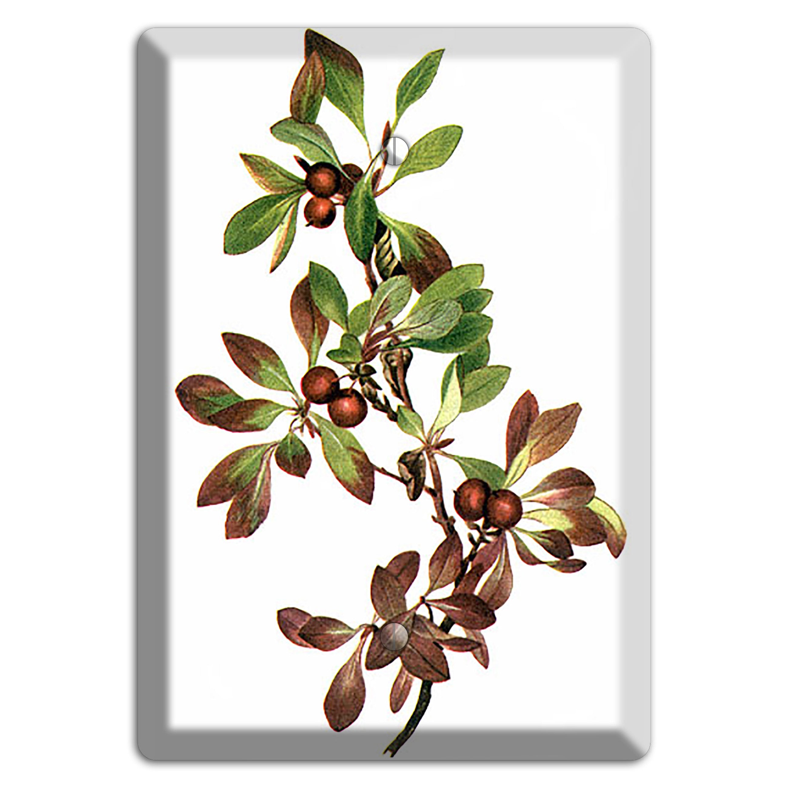 Arietustaphylos Alpha Blank Wallplate
